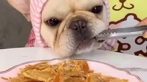 Dog Eating ASMR Videos Eating Show