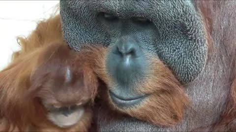 The special bond between a male Sumatran Orangutan and his child