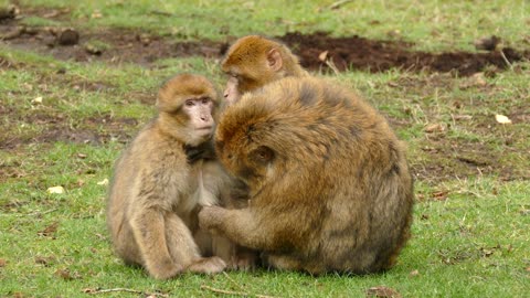 Monkey while clean her baby