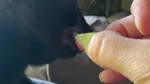 Kitten eating a cucumber