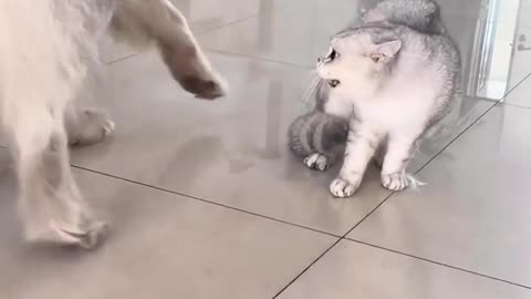 Two cats fighting and dog trying to compromise 😂😂