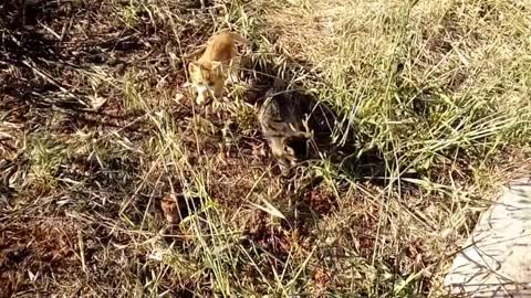 Two Kittens first time walking away from their mother. Which one is the bravest?