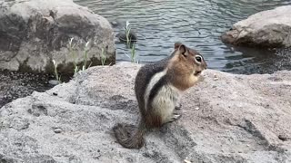 Groundhog eating a nut