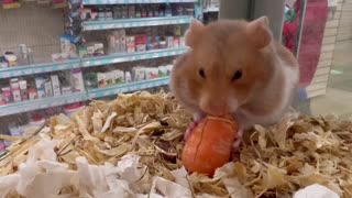 Cute Hamster carrot munch!