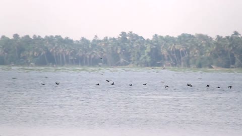 A flock of birds flies above water, an eye ctaching moment captured