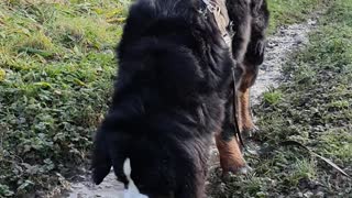 Bernese Mountain Dog gets his paws dirty