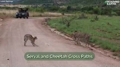 A wild cat showdown ensued when a cheetah and a serval cross paths in the middle of a road
