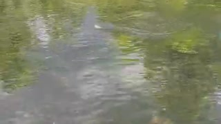 Little brown trout of the Toccoa River