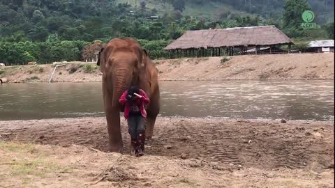 Elephant acts protective over her favourite perso