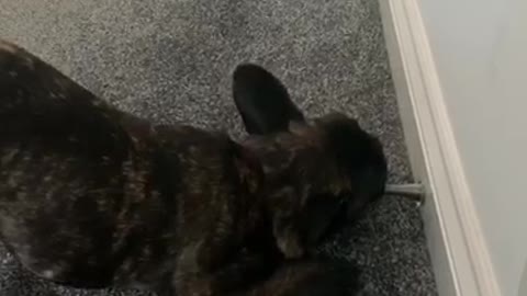 Frenchie learns how to boing doorstop
