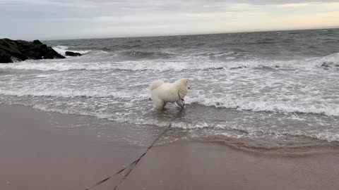 Samoyed Plays on the Beach
