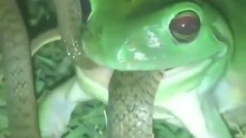 Green tree frog attempts to make a meal out of an Australian keelback snake