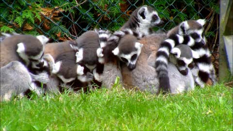 A group of ring-tailed Lemurs huddled together at a zoo!