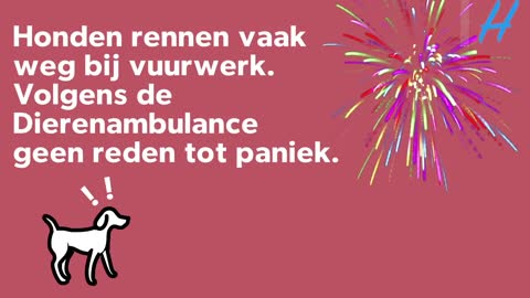 Zijn jouw huisdieren bang voor vuurwerk? Dat zijn deze tips voor jou!