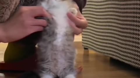 CUTE AND LOVELY CATS VIDEOS😻😻😻