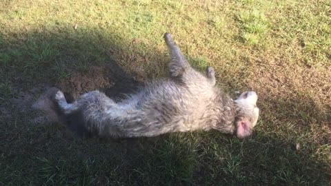 Video Of Dog Rolling On A Grassy Field