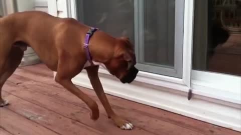 Vicious Boxer Too Afraid Of A Tiny Feather