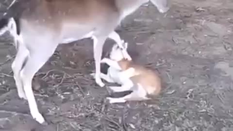 Dog and Deer are the Best of Friends