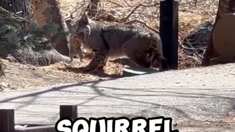 Bobcats Attack Squirrel For Lunch - viral
