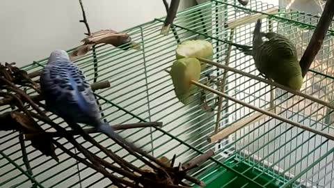 parrots eat apple