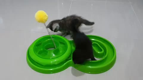 The kitten is see a ball first time