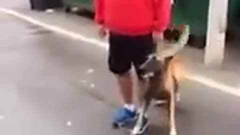 Unbelievably well trained dog
