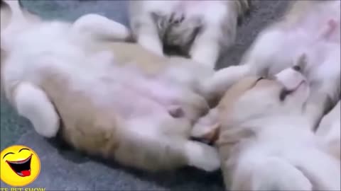 Cutest Puppies falling asleep + playing funny (Video Compilation)