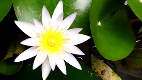 Lotus in my pond