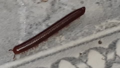 see centipede protecting itself