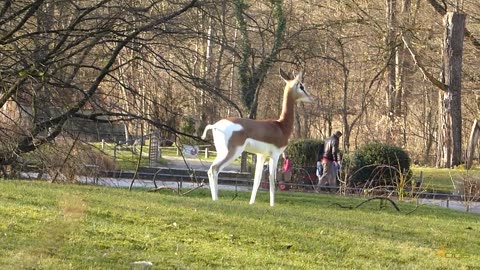 Dama gazelle pronking around in the enclosure at Munich Zoo