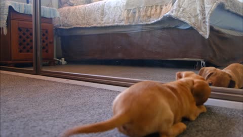 Cute little dog fights with himself in the mirror