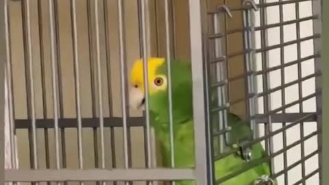 The parrot sings in a very beautiful way