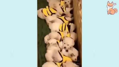 Cute and Funny Puppies Simply Adorable