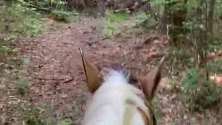 Dodging limbs while Loping down trails