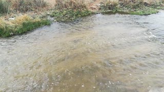 Small Type Of Fishes Lives Inside Waterfalls Of Wadi El Rayan