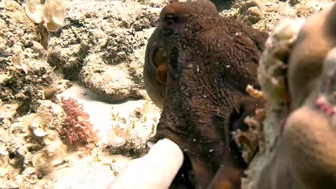Octopus Grabs My Hand and Takes Me for a Walk