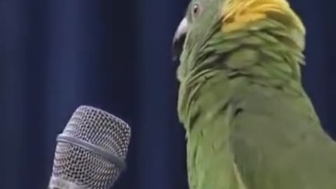 parrot sings