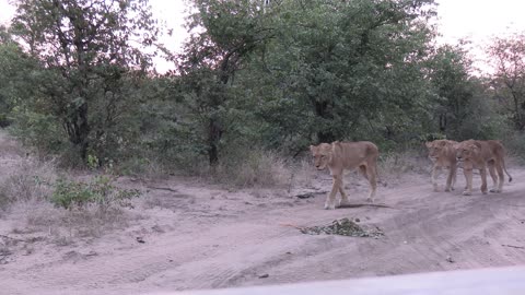 Pride Of Lions Within Touching Distance Of Safari Vehicle