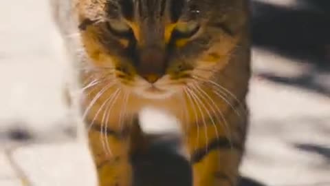 5.Close Up Video of a Cat