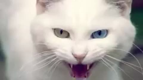 Cute cat