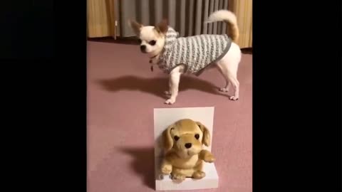 Cute And Funny Pets - Try Not To Laugh 🤣🤣