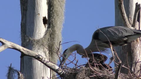 Great Blue Herons Fixing the Nest.