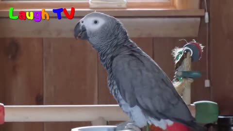 Funny Parrot A Cute Funny Parrots Talking Videos Compilation