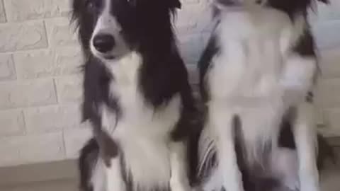 El instinto de supervivencia de los perros es superlativo