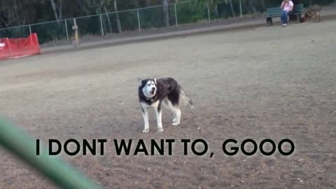 Husky Throws Priceless Temper Tantrum When It's Time To Leave Park