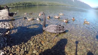 Nelson Lake, New Zealand