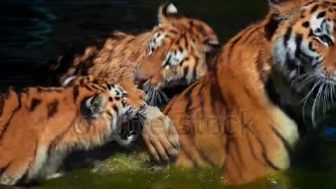 tiger family