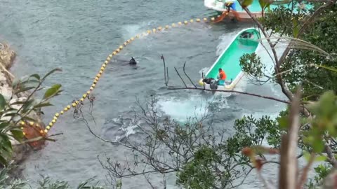 Livestream from the Cove Taiji-Japan as a small pod of Risso's Dolphis were destroyed