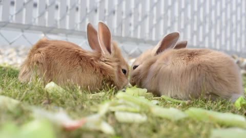 Two brown rabbits Playing together.