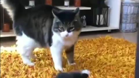 funny cats